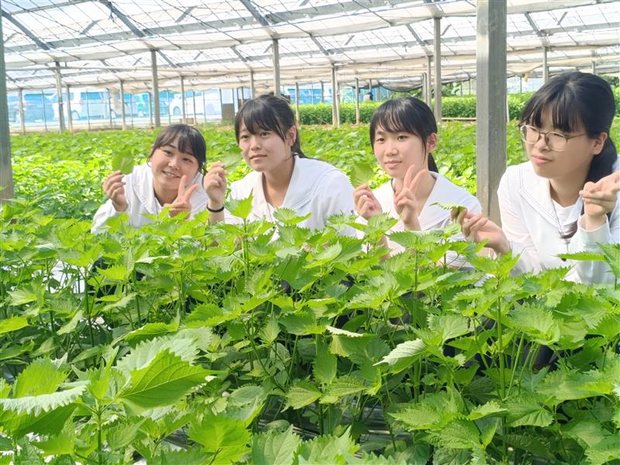 生徒による大葉の収穫の様子